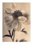 Peony, 1995 by Sandi Fellman Limited Edition Pricing Art Print