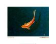 The Goldfish by Lincoln Seligman Limited Edition Pricing Art Print