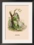 Verveine by J.J. Grandville Limited Edition Print