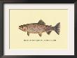 The Golden Trout by H.H. Leonard Limited Edition Print