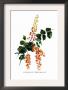 Coriaria Terminalis by H.G. Moon Limited Edition Print