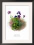 Mertensia Primuloides by H.G. Moon Limited Edition Print