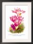 Colchicum Giganteum: C. Sibthorpii C. Bivonoe Superbum by H.G. Moon Limited Edition Pricing Art Print