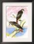 Red-Tailed Hawks by Theodore Jasper Limited Edition Print