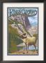 Kings Canyon Nat'l Park - Big Horn Sheep - Lp Poster, C.2009 by Lantern Press Limited Edition Print