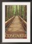 Congaree National Park - Walkway, C.2009 by Lantern Press Limited Edition Print