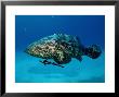 Jewfish With Sharksucker Under It by Mike Mesgleski Limited Edition Pricing Art Print