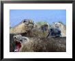 Elephant Seals, Antarctica by Ernest Manewal Limited Edition Print