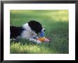 Border Collie Puppy Playing With Toy by Peggy Koyle Limited Edition Print