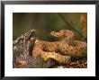 Rattlesnake Coiled by Robert Franz Limited Edition Print