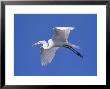 Great Egret by Lynn M. Stone Limited Edition Print