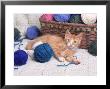 Kitten Playing With Balls Of Yarn by David Davis Limited Edition Print