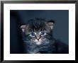 Four-Week-Old Maine Coon Kitten by Tony Ruta Limited Edition Pricing Art Print
