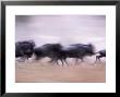 Wildebeests Running, Tanzania by Robert Franz Limited Edition Print