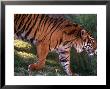 Tiger by Mark Newman Limited Edition Print