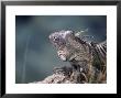 Green Iguana, Bonaire by Timothy O'keefe Limited Edition Pricing Art Print