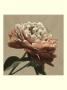 Heirloom Rose I by Chariklia Zarris Limited Edition Print