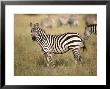 Zebras, Ngorongoro Crater, Africa by Keith Levit Limited Edition Print