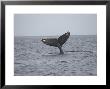 Whale's Tail- Maui, Hawaiian Islands by Keith Levit Limited Edition Pricing Art Print