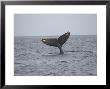 Whale's Tail- Maui, Hawaiian Islands by Keith Levit Limited Edition Print