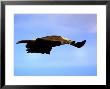 Eagle In Flight by Bruce Ando Limited Edition Print
