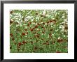 Knautia Macedonica Syn. Scabiosa Rumelica (Crimson Cushion) by Mark Bolton Limited Edition Print