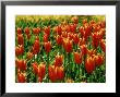 Tulipa Ballerina (Lily Flowered Tulip) Red/Orange Flower by Mark Bolton Limited Edition Pricing Art Print