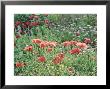 Papaver Rhoeas (Field Poppy), Red Flower & Buds With Sunlight, September by Mark Bolton Limited Edition Print