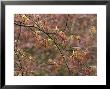 Acer Palmatum With Early Spring Growth & Raindrops by Mark Bolton Limited Edition Print