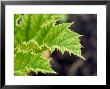 Gunnera Manicata, Early Spring Growth by Mark Bolton Limited Edition Print