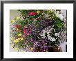 Hanging Basket With Lobelia, Pelargonium (Geranium) And Bidens (Stick Tight) by Mark Bolton Limited Edition Pricing Art Print