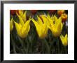 Tulipa, West Point (Lily Flowered Tulip) by Chris Burrows Limited Edition Print