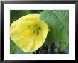 Abutilon, Lemon Queen (Flowering Maple), Close-Up Of Yellow Flower by Chris Burrows Limited Edition Pricing Art Print