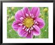 Collarette Dahlia by Michael Davis Limited Edition Pricing Art Print