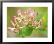 Viburnum X Burkwoodii Mohawk by Carole Drake Limited Edition Pricing Art Print