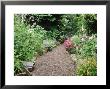 Gravel Path, View To Border Dactylorhiza, Dianthus, Lamium Rosa, Geranium, Digitalis Tasmania by Christopher Fairweather Limited Edition Print