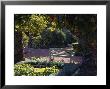 La Momounia Gardens, Marrakech, Morroco, Bench Amongst Citrus (Orange) Trees, December by Suzie Gibbons Limited Edition Print