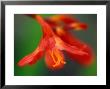 Crocosmia Bressingham Blaze, Close-Up Of Red Flower by Lynn Keddie Limited Edition Pricing Art Print