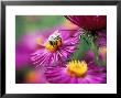 Bee On Aster Novae Angliae by Lynn Keddie Limited Edition Pricing Art Print