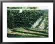 Box Maze Detail With A Wall Covered In Ivy, Bourton House Garden, September by Lynn Keddie Limited Edition Print