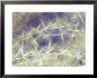 Miscanthus Sinensis Seed Head, October, Winter by Lynn Keddie Limited Edition Print