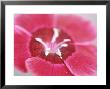 Dianthus Red Dwarf (Pinks) by Lynn Keddie Limited Edition Print