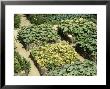 Aerial View Of Pumpkin Plants In Square Raised Beds With Woven Walls by Michele Lamontagne Limited Edition Pricing Art Print