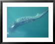 Whale Shark, Underwater, Mexico by Tobias Bernhard Limited Edition Print