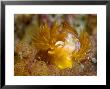 Nudibranch, Poor Knights Marine Reserve, New Zealand by Tobias Bernhard Limited Edition Print