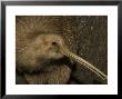 Brown Kiwi, Portrait, New Zealand by Tobias Bernhard Limited Edition Print