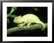Yemens Chameleon, Young 10 Wks Old, Yemen by Andrew Bee Limited Edition Pricing Art Print