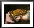 Common Toad, Adult Male Attached To The Hand Of A Researcher Thinking It Is A Female, Italy by Emanuele Biggi Limited Edition Print
