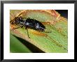 Sword-Tail Cricket, Corsica, France by Emanuele Biggi Limited Edition Print