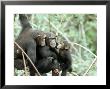 Chimpanzees, Chimp Family, W. Africa by Mike Birkhead Limited Edition Print